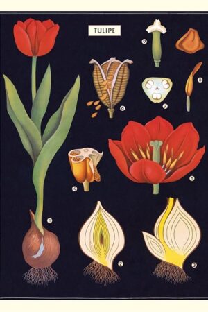 Plakat Tulipe