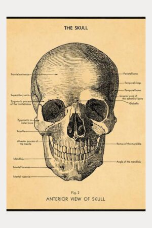 Plakat the skull